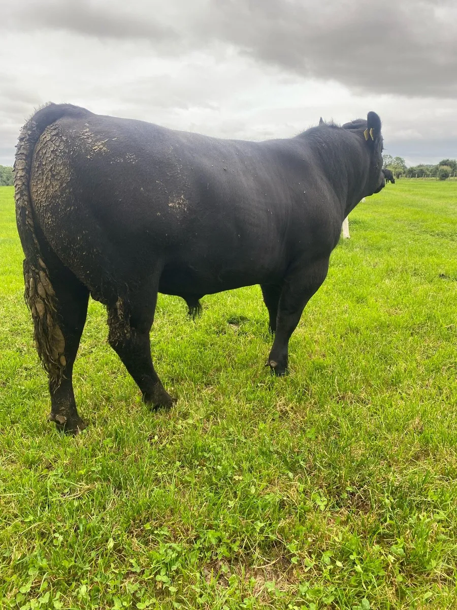 Pedigree Angus Bull - Image 2