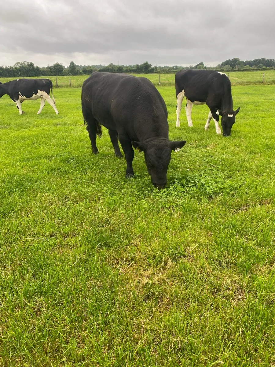 Pedigree Angus Bull - Image 3