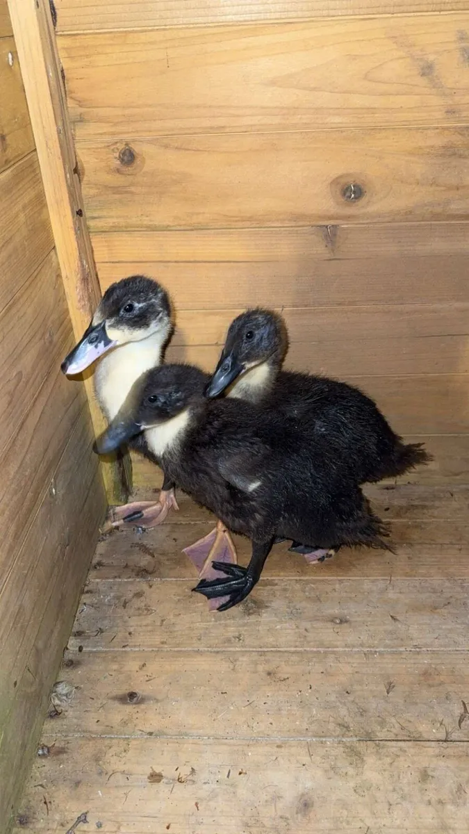 Ducks for sale - Image 2