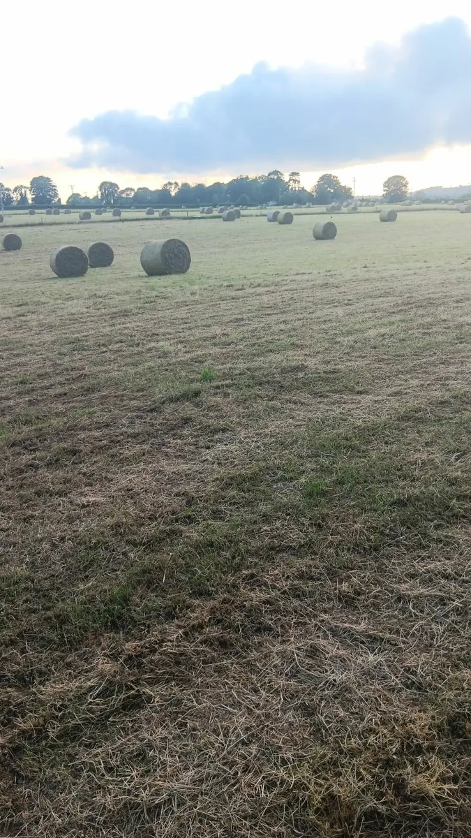 Hay - Image 1