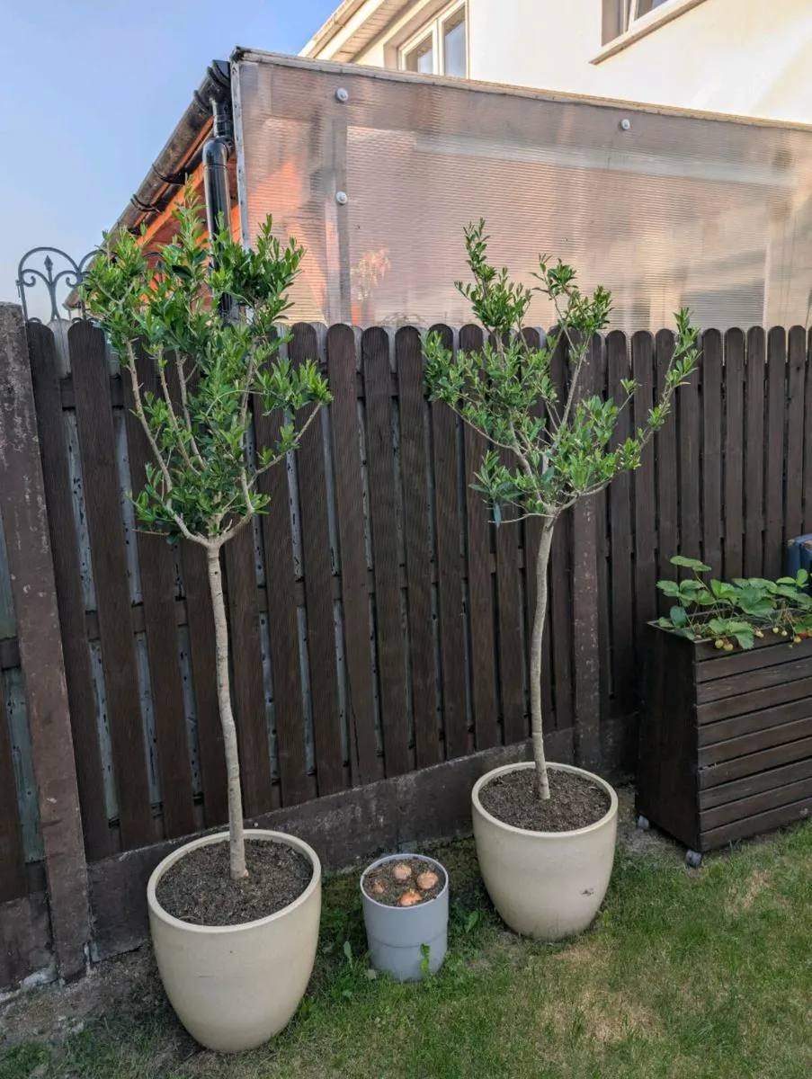 Olive tree