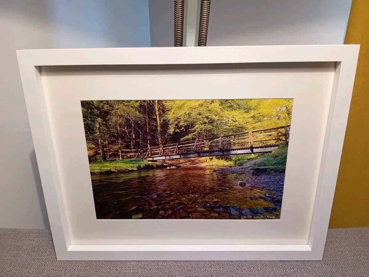 Curragh Woods, East Cork - Image 3