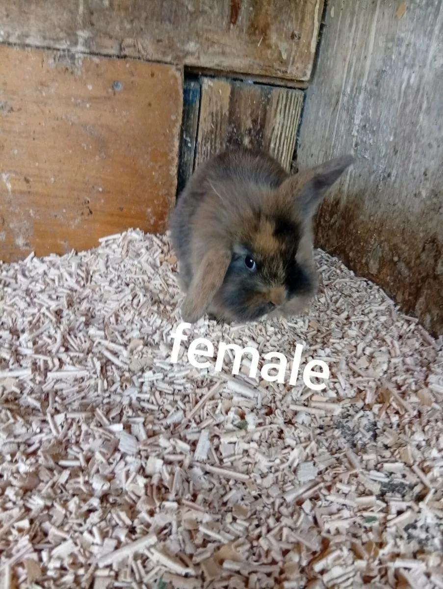 Baby bunnies - Image 2