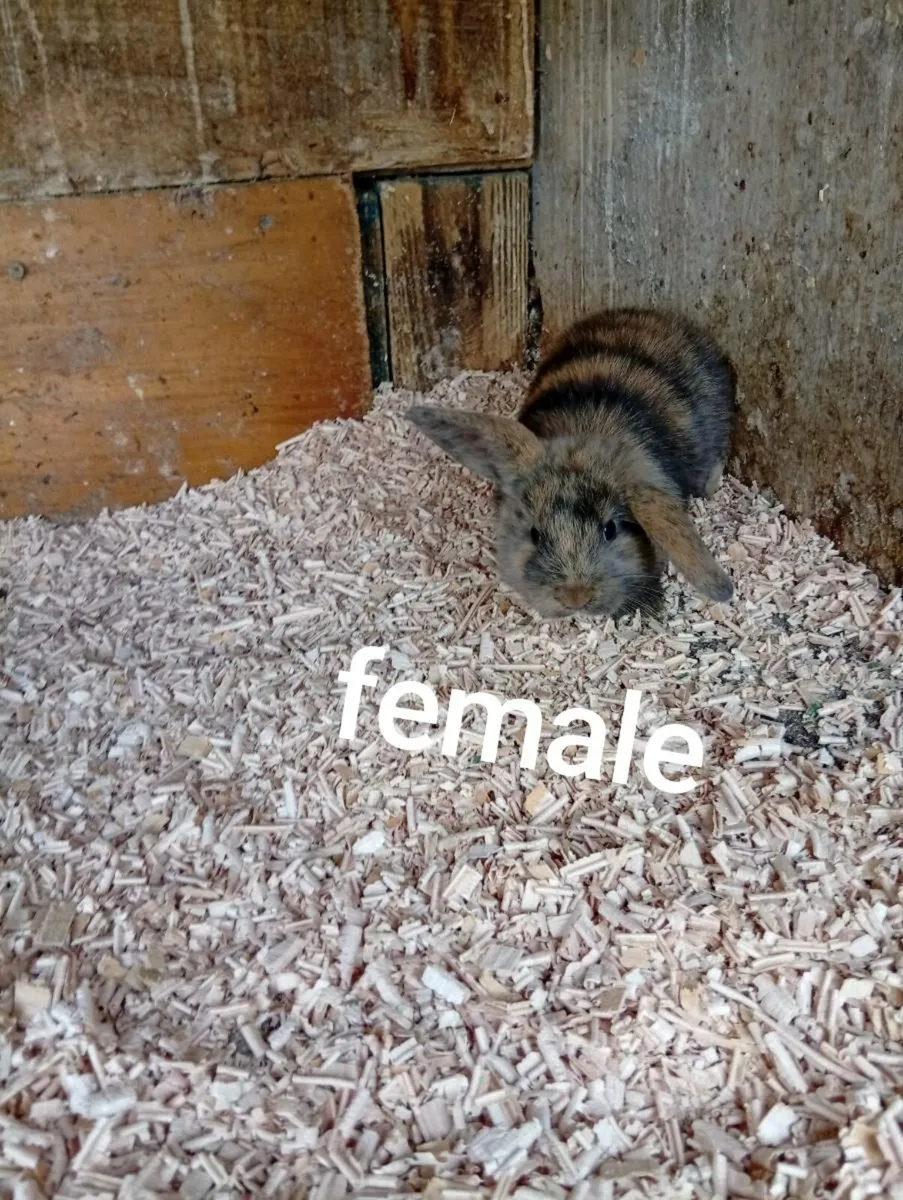 Baby bunnies - Image 3