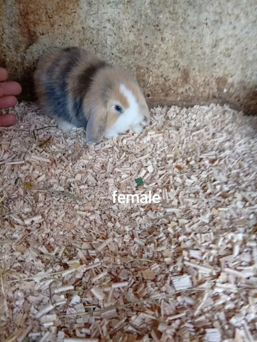 Baby bunnies - Image 4