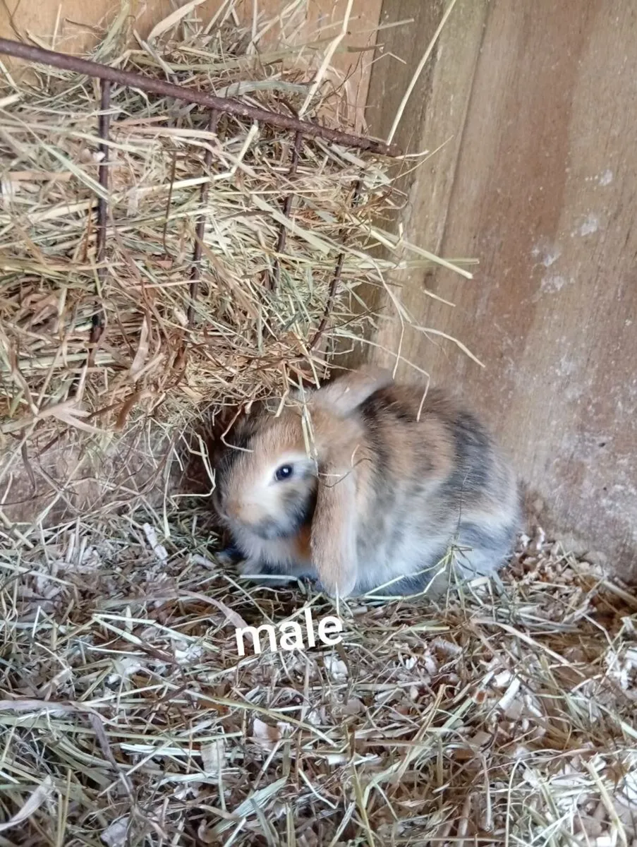 Baby bunnies - Image 2