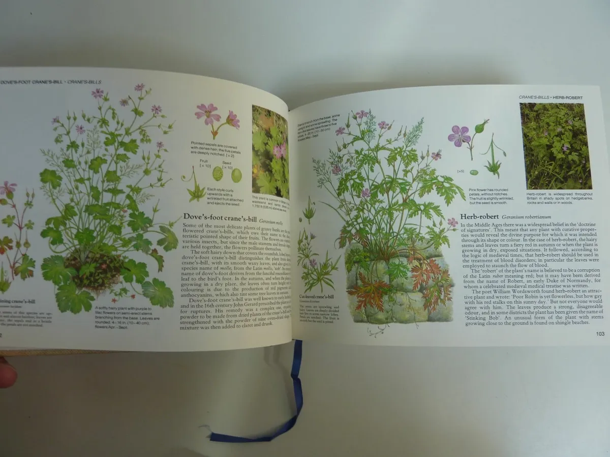 Field guide to wild flowers of Britain (book) - Image 3