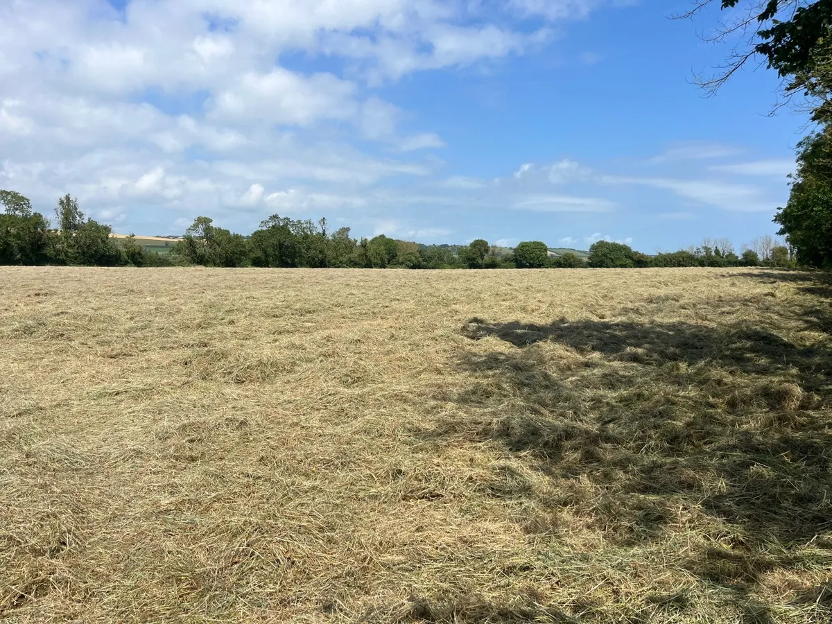 Hay for sale (Youghal). - Image 1