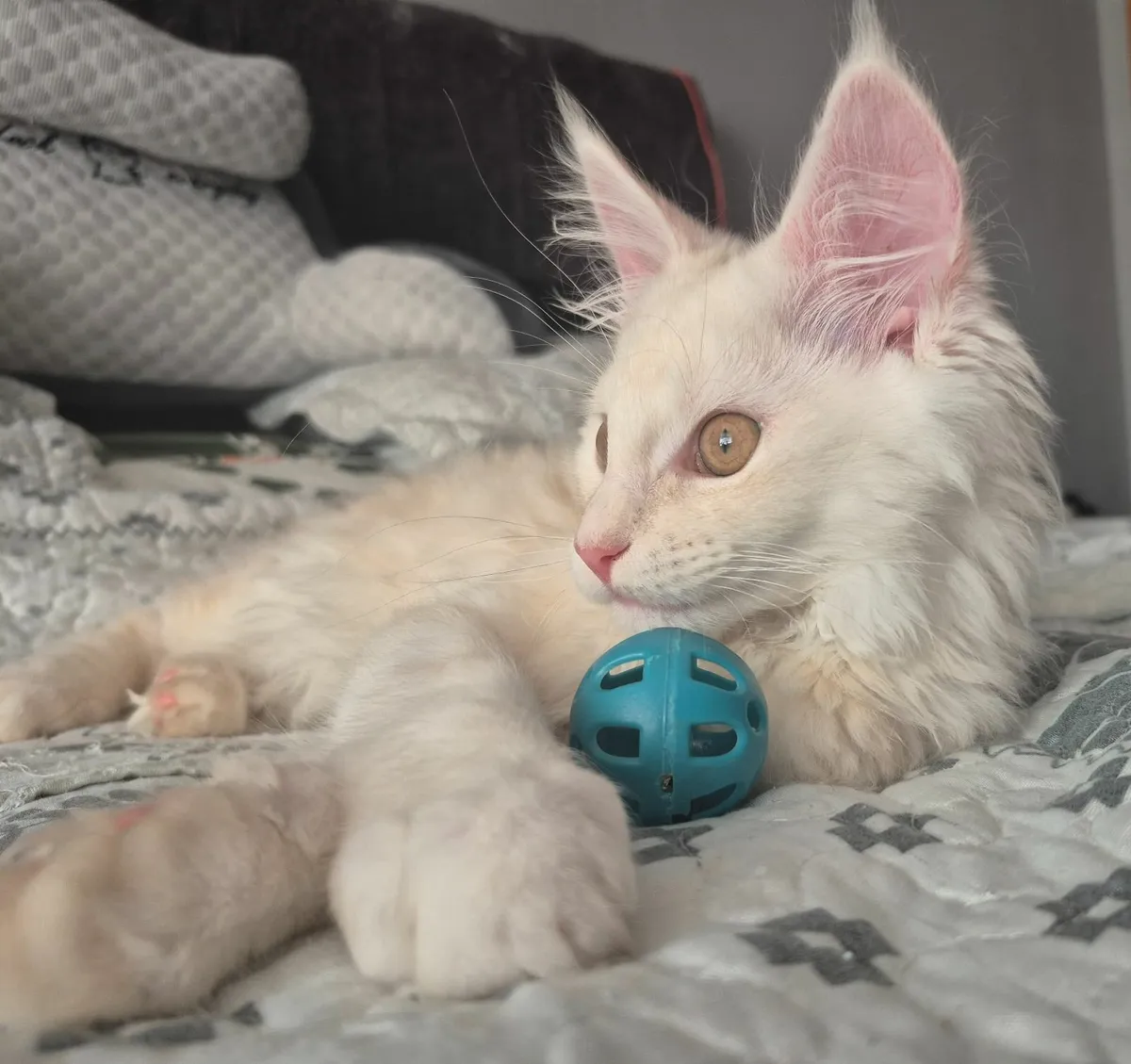Pedigree Maine coon kitten registered with Tica. - Image 2