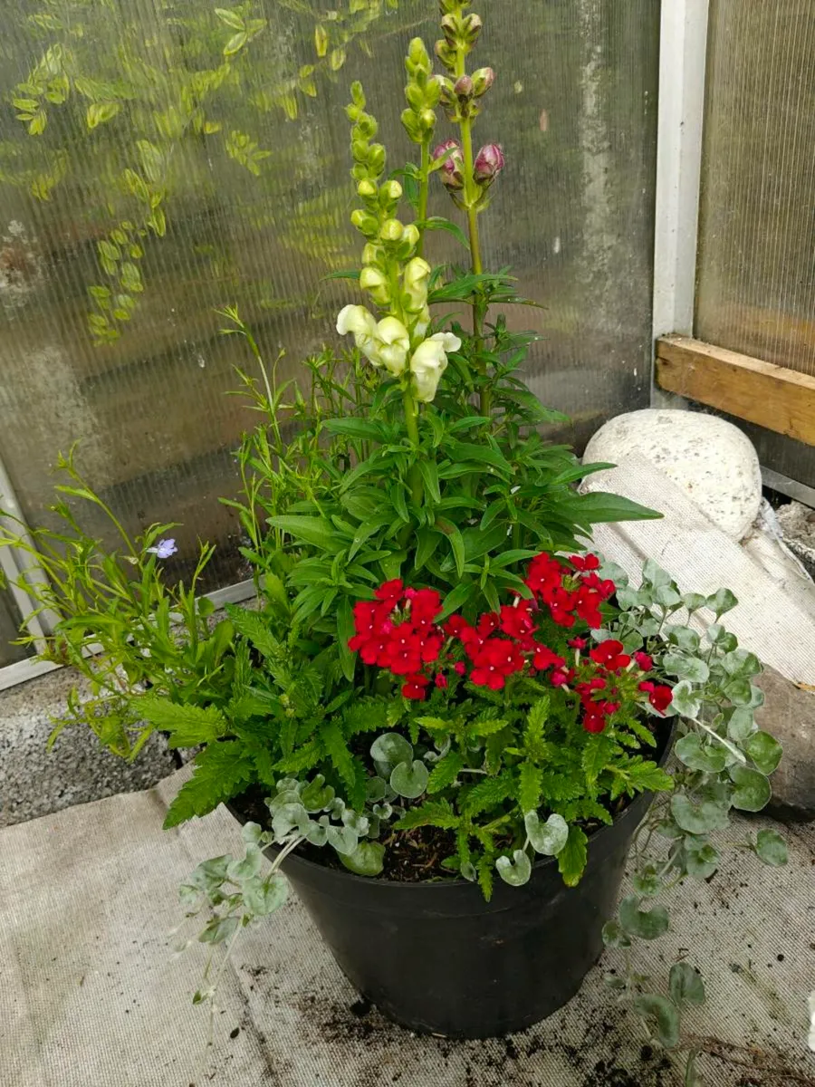 Flower pots - Image 2