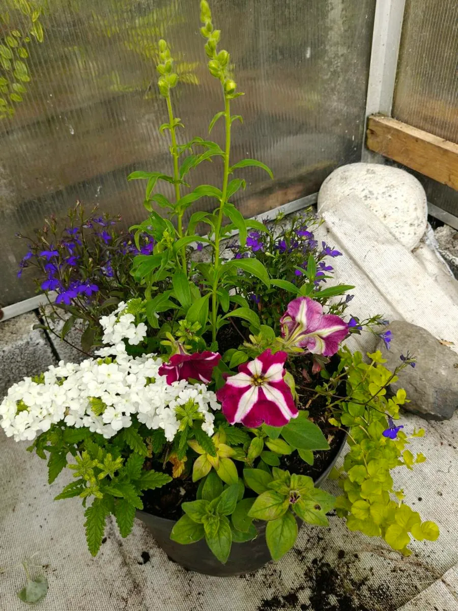 Flower pots - Image 3