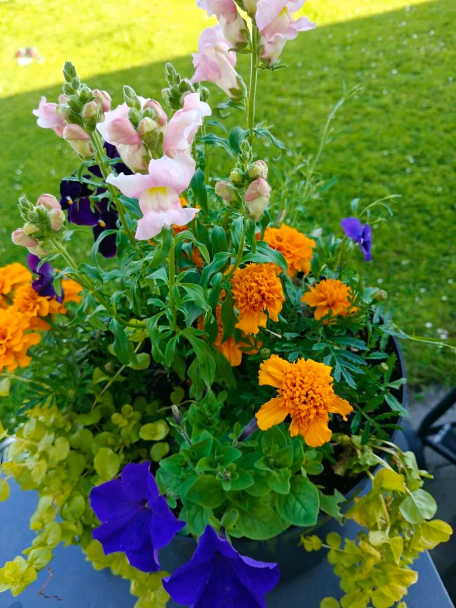 Flower pots - Image 1