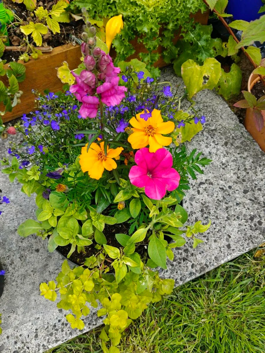 Flower pots - Image 4