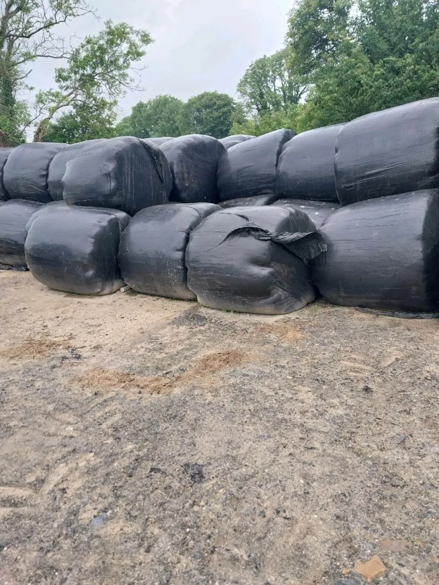 2024 Silage
