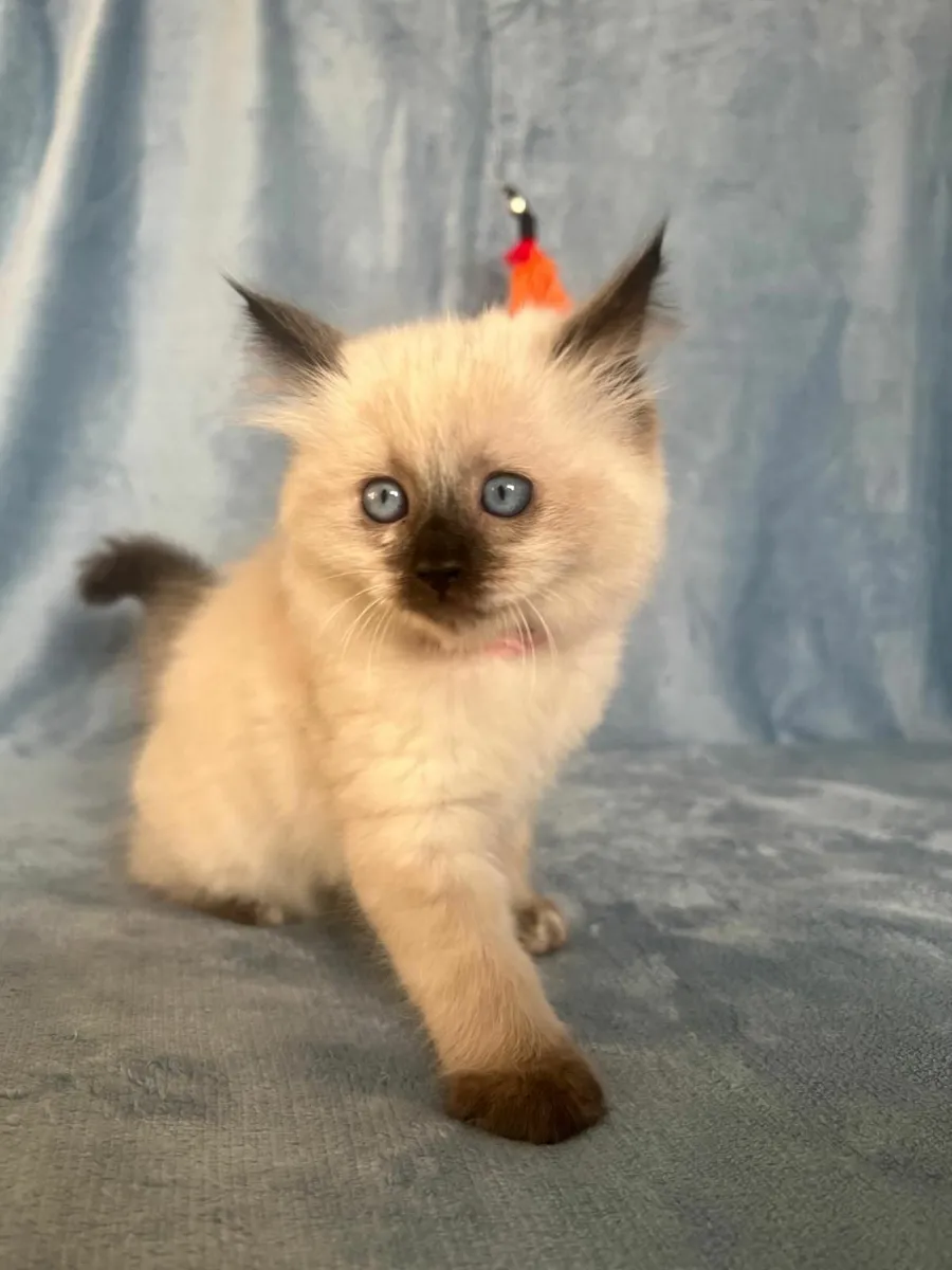 Ragdoll x Scottish fold kittens - Image 1
