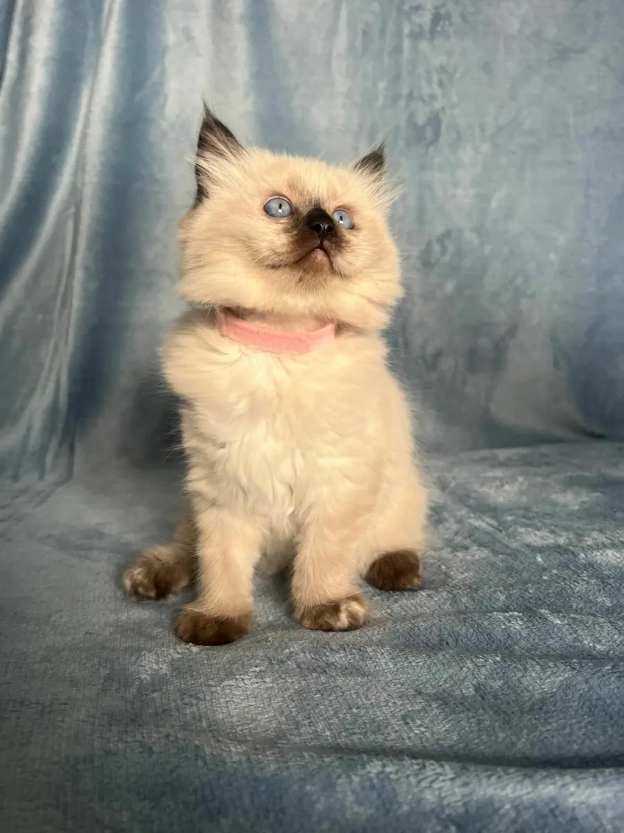Ragdoll x Scottish fold kittens - Image 2