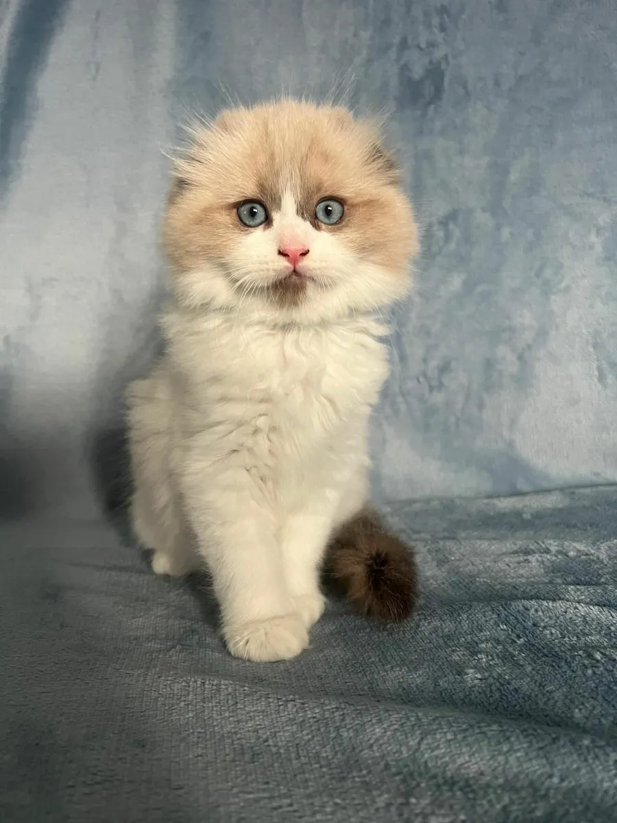 Ragdoll x Scottish fold kittens - Image 3