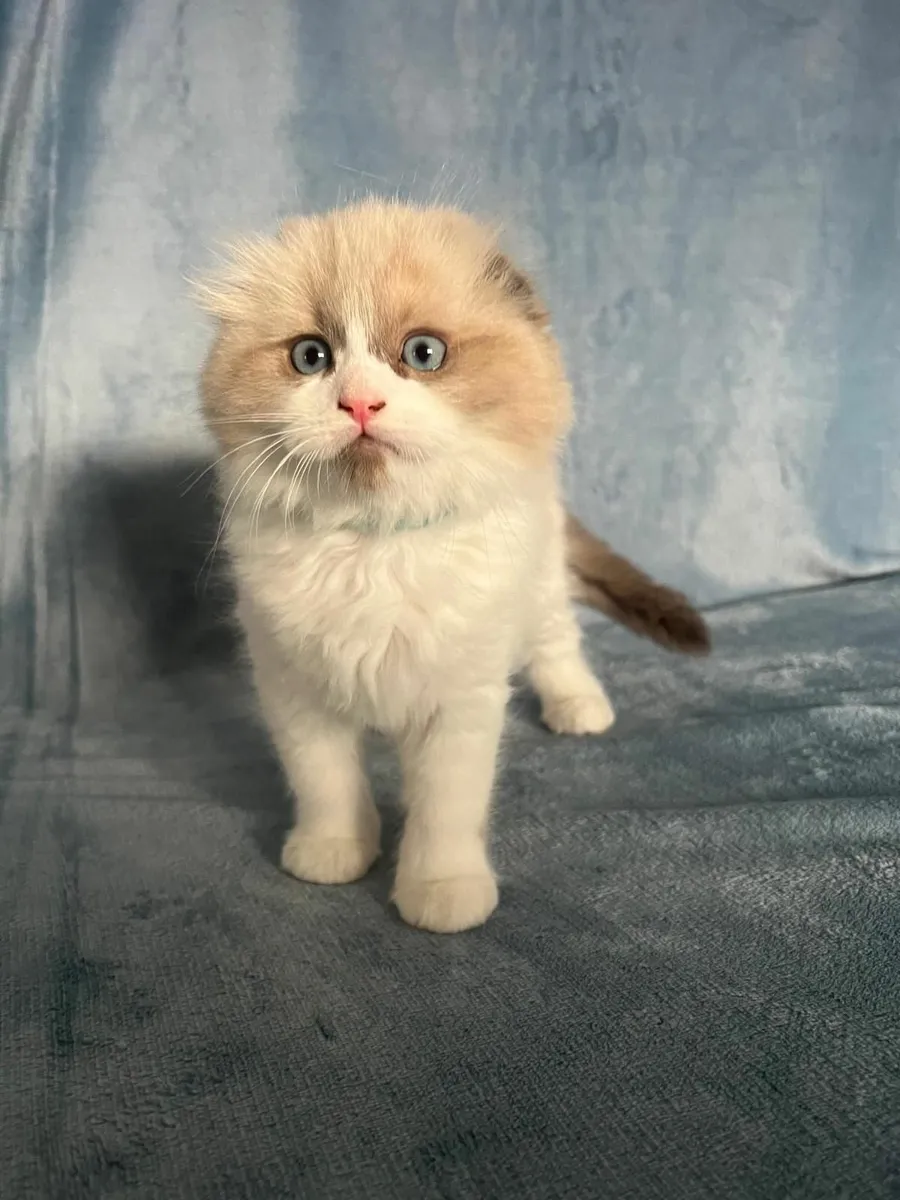 Ragdoll x Scottish fold kittens - Image 4