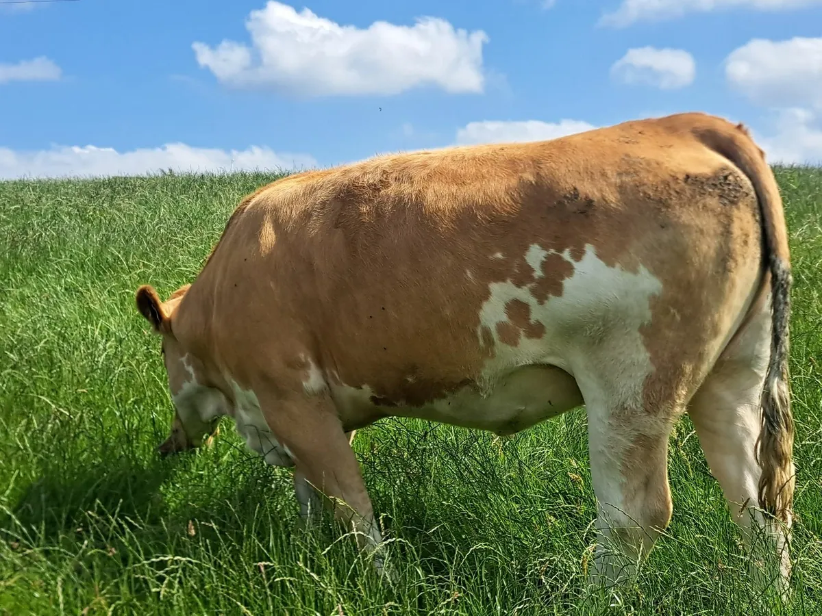 Real Cow makers - Image 2
