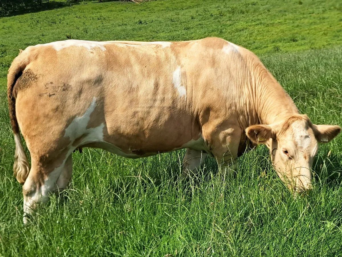 Real Cow makers - Image 3