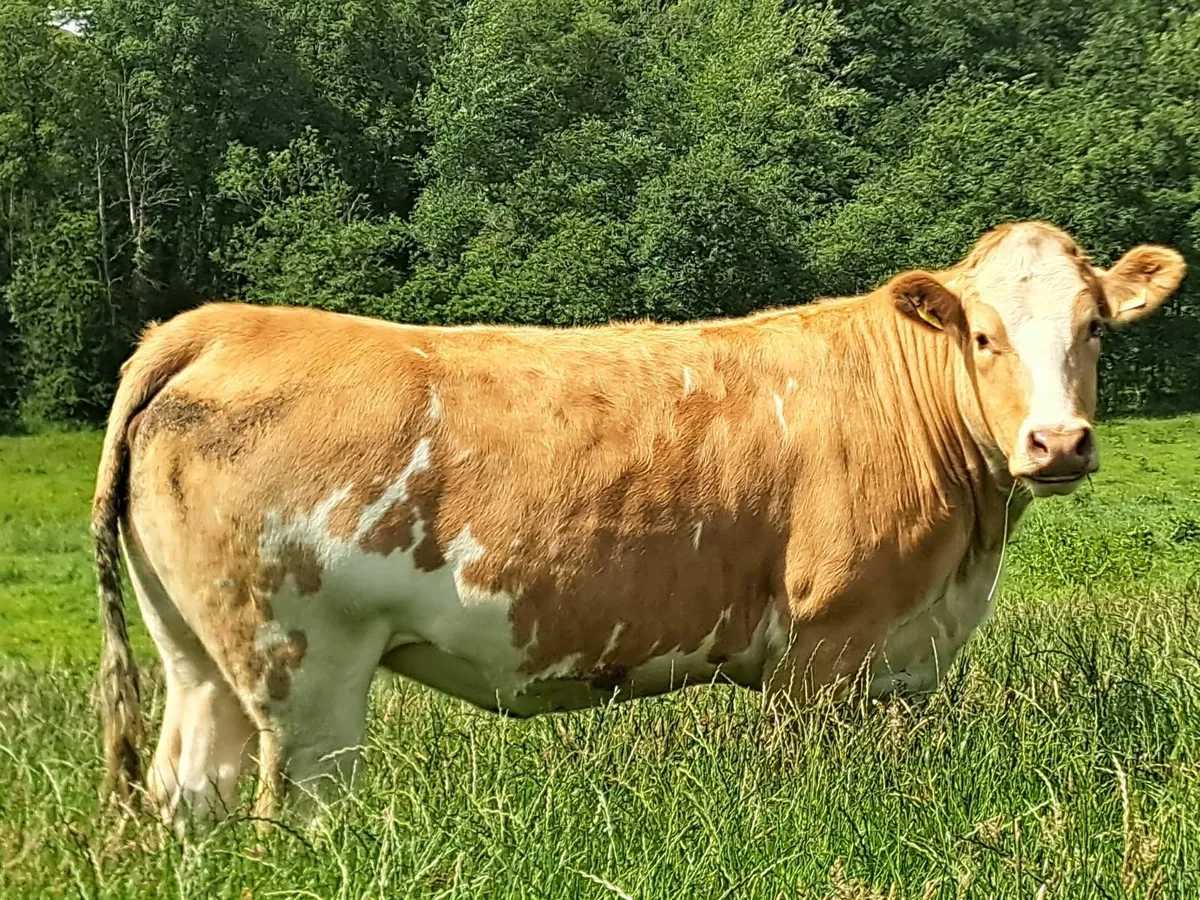 Real Cow makers - Image 1