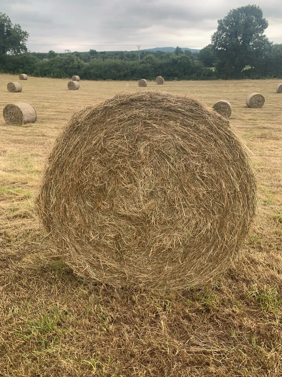 Top quality hay - Image 1