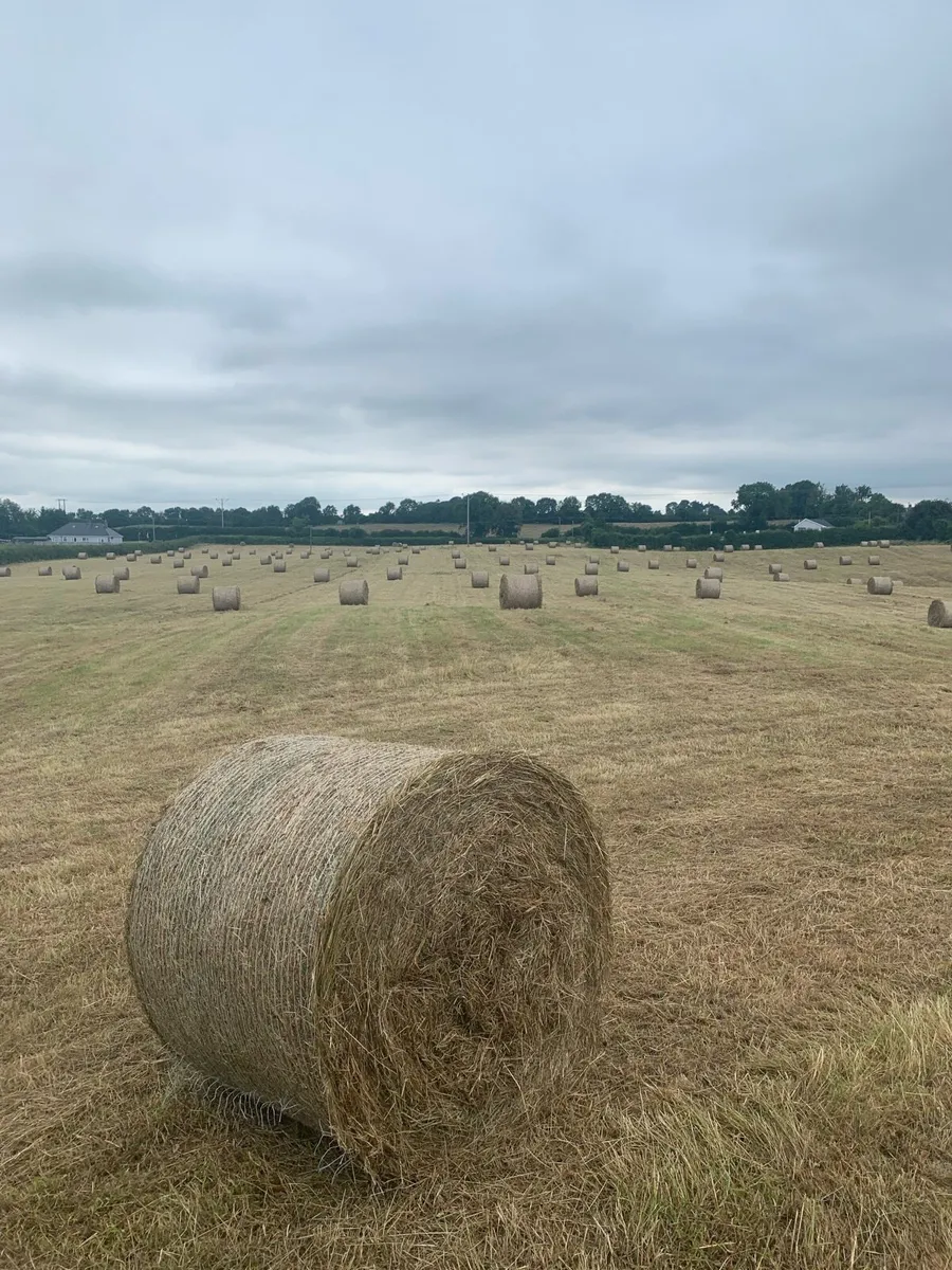 Top quality hay - Image 2