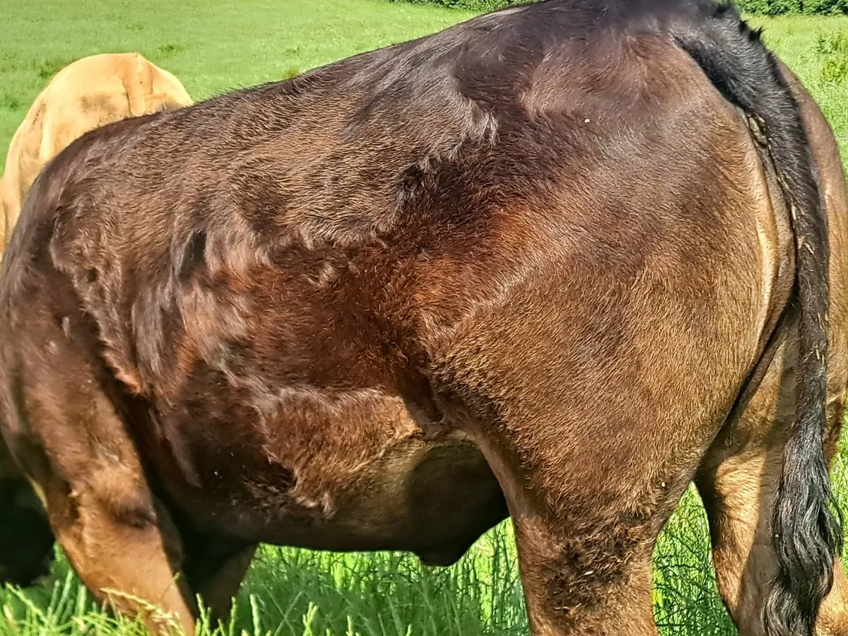 Real Cow makers - Image 4