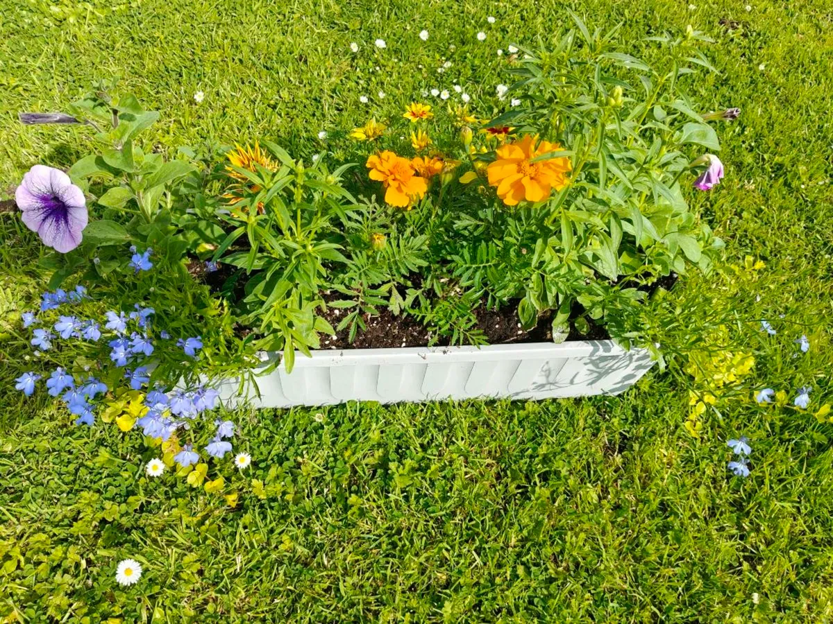 Window box - Image 2