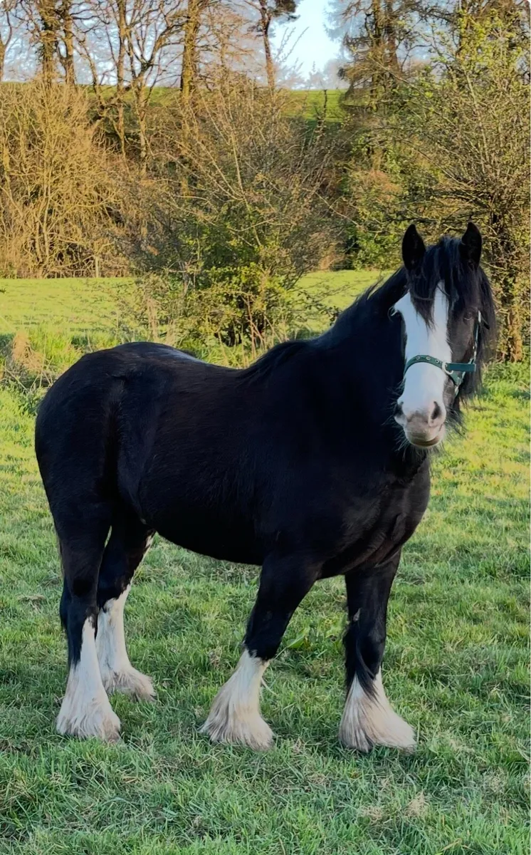 Spancill Hill Gelding