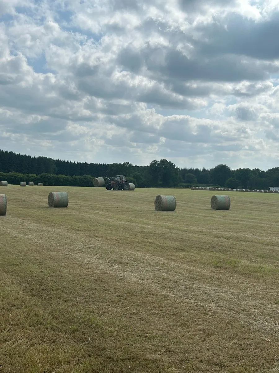 Hay for sale - Image 2