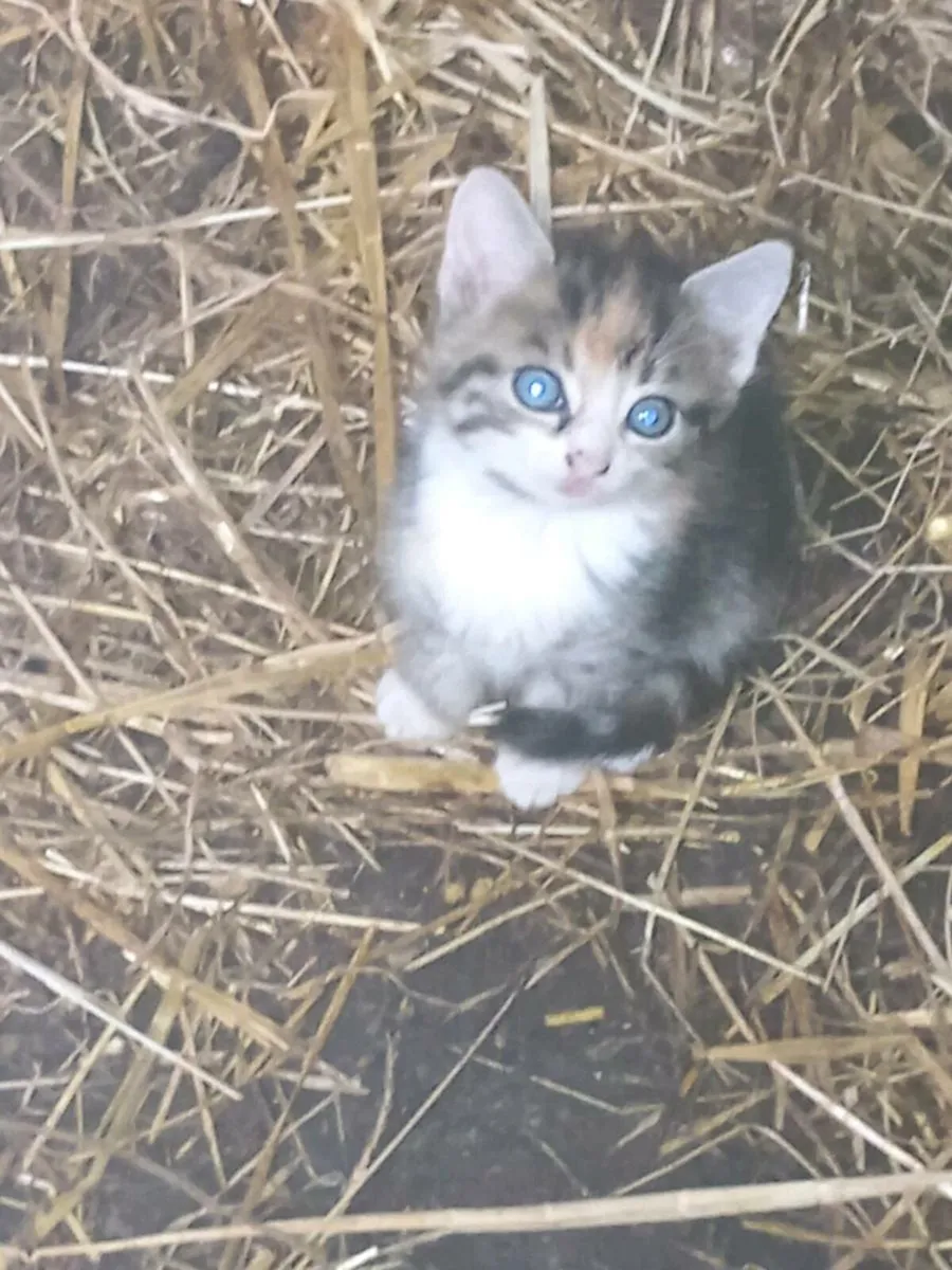 3 beautiful kittens - Image 1