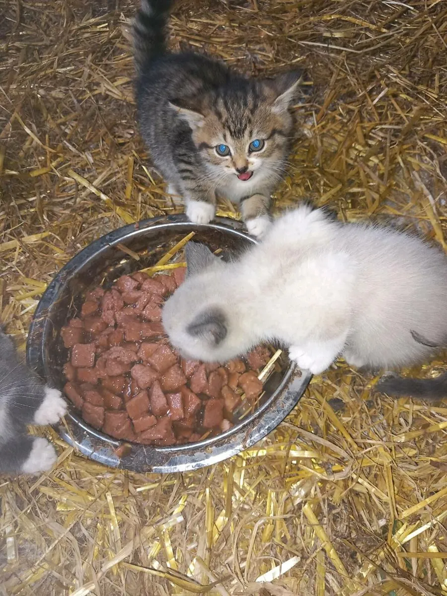 3 beautiful kittens - Image 3