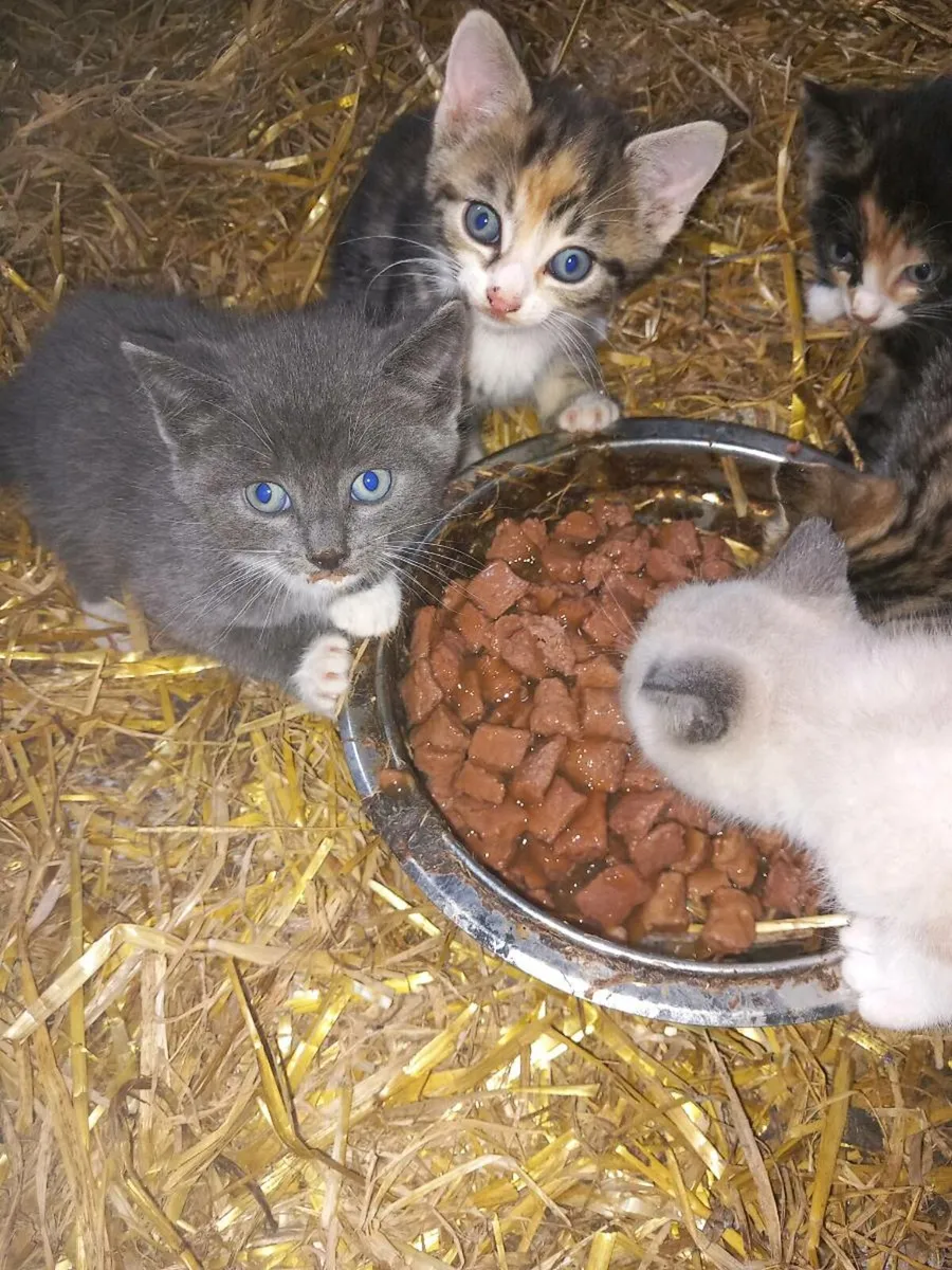 3 beautiful kittens - Image 4