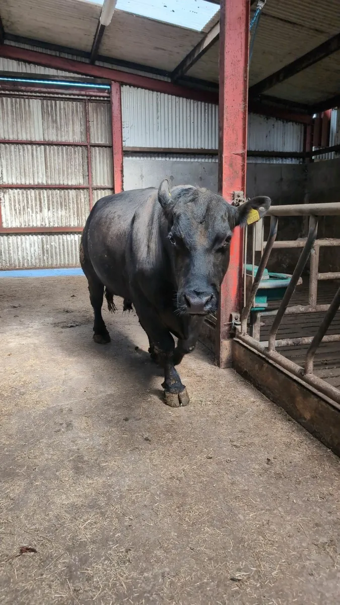 Angus bull - Image 1