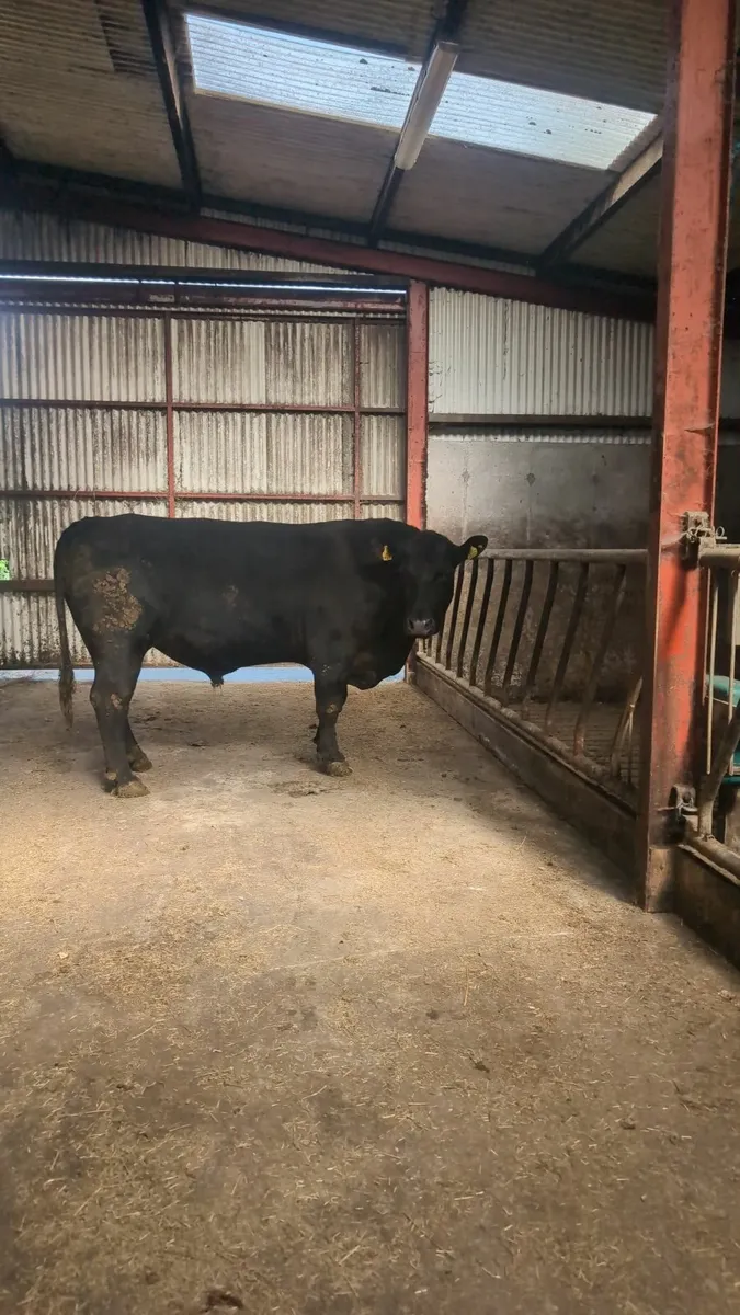 Angus bull - Image 2
