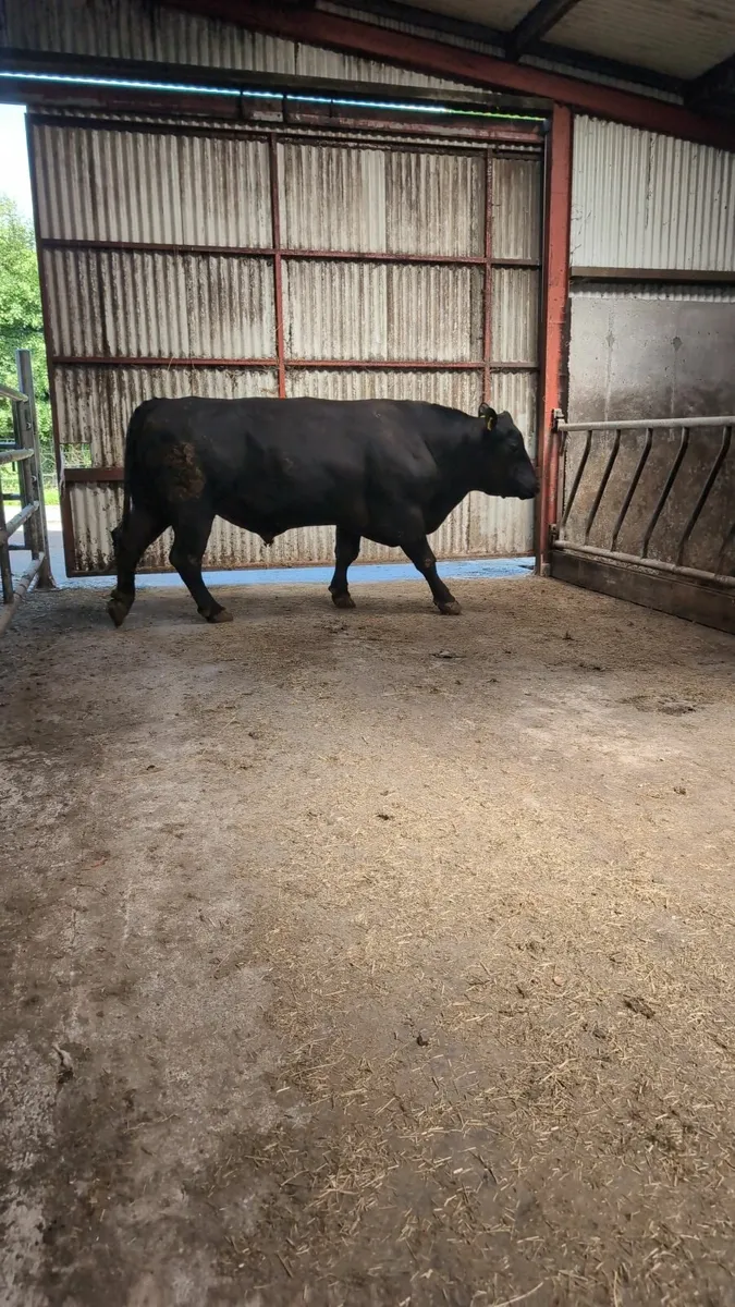 Angus bull - Image 3