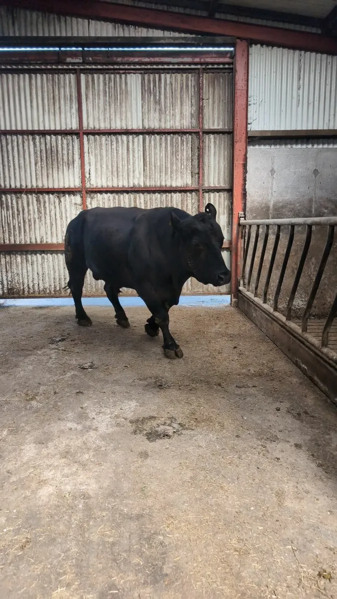 Angus bull - Image 4