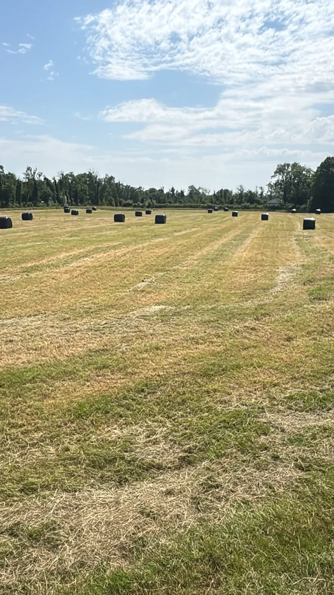 Silage - Image 1
