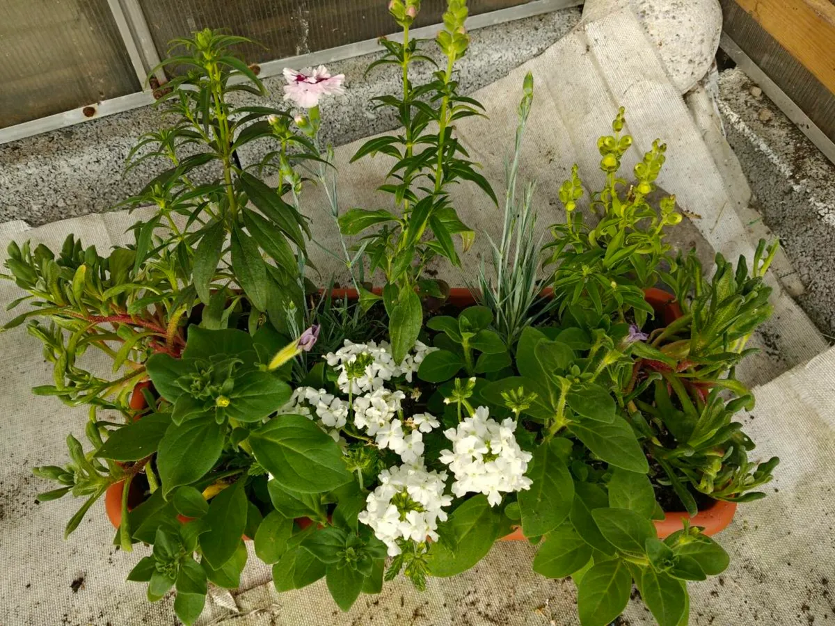 Window box