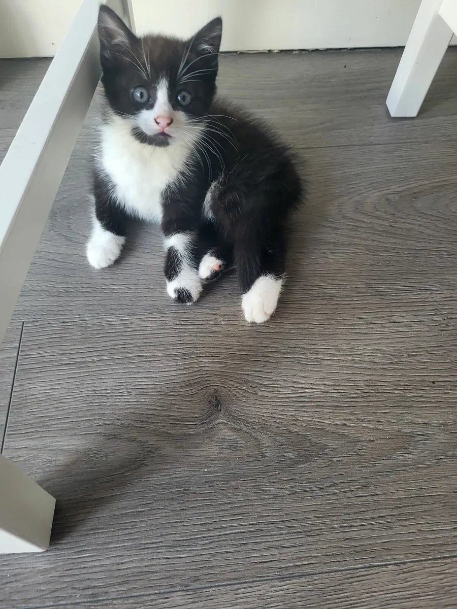 there is only one kitten left😍 - Image 3