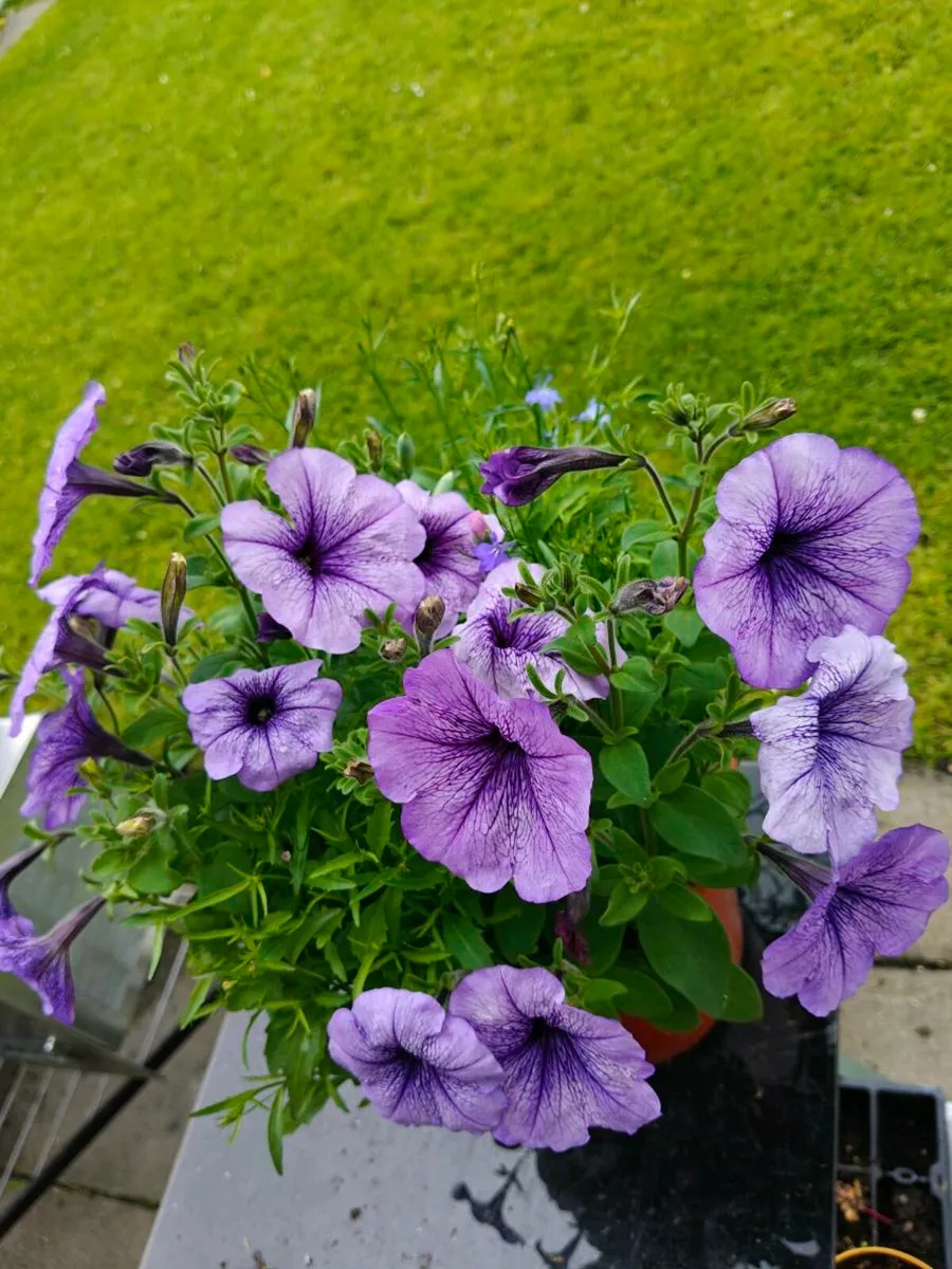 Flower pot