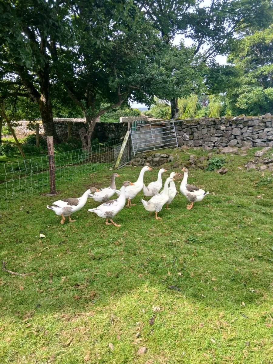 Goslings and ducks. - Image 1