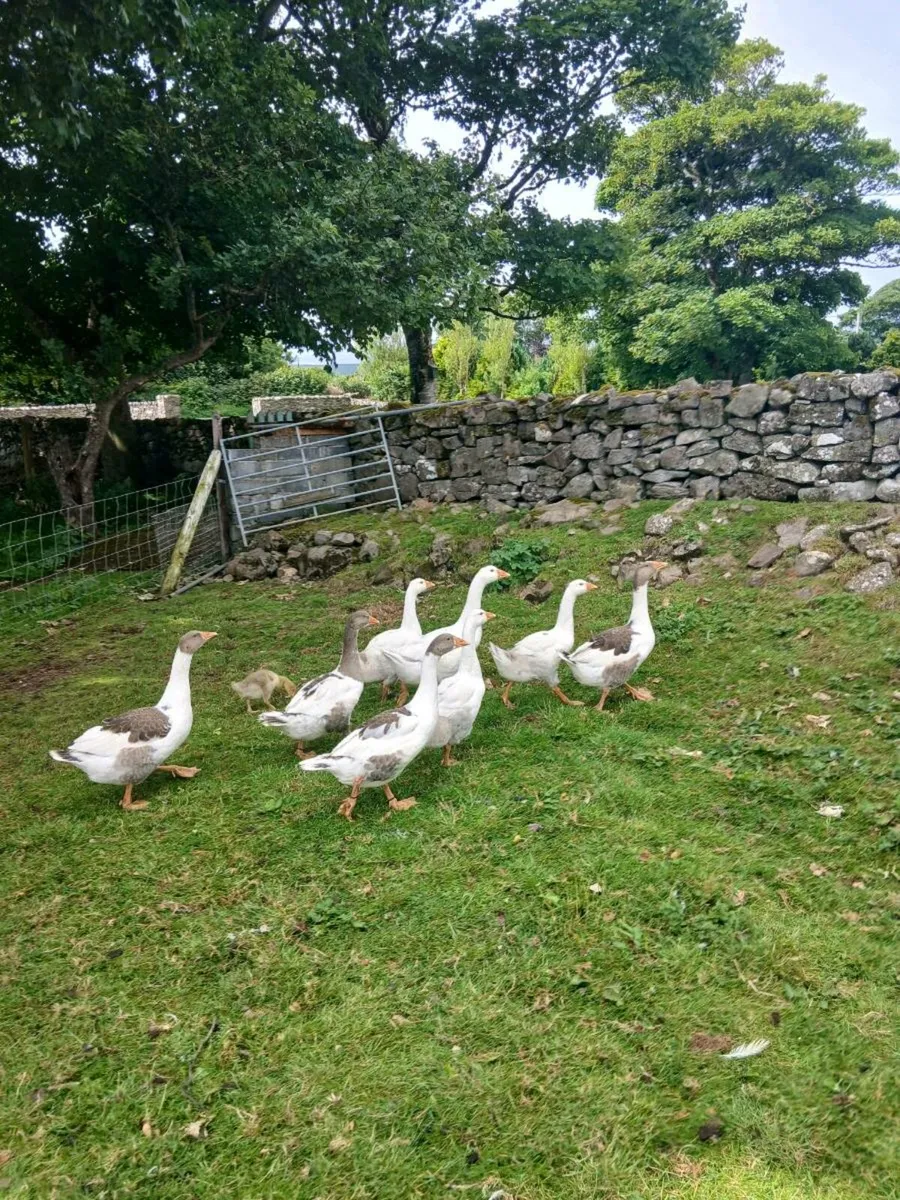 Goslings and ducks. - Image 2