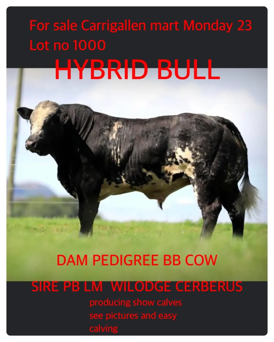 Bull - Image 1
