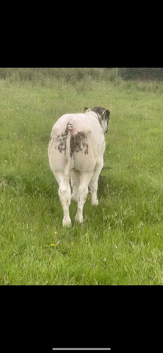 Bull - Image 2