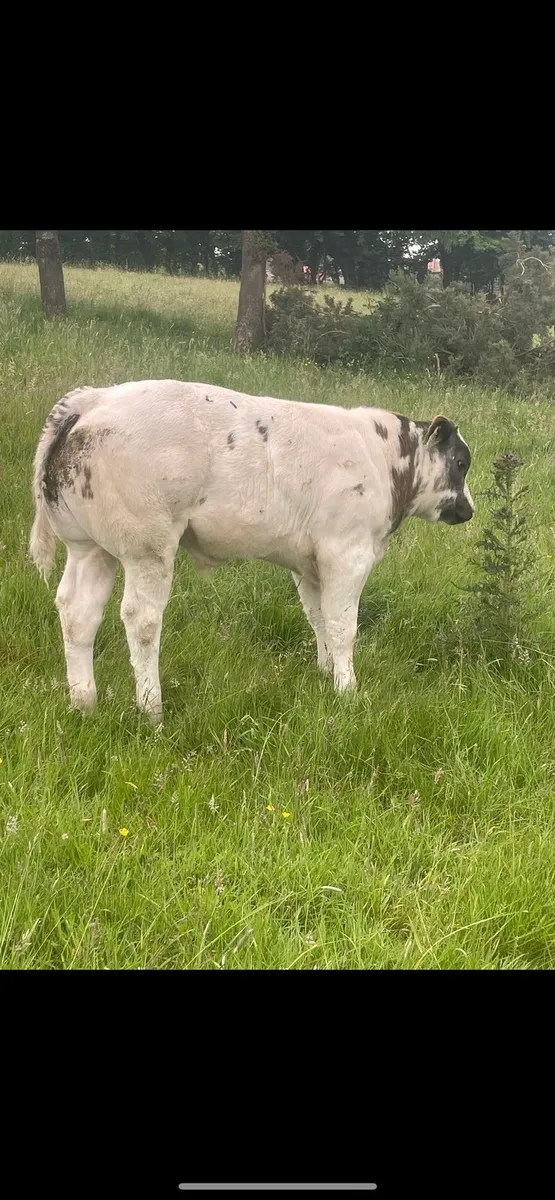 Bull - Image 3