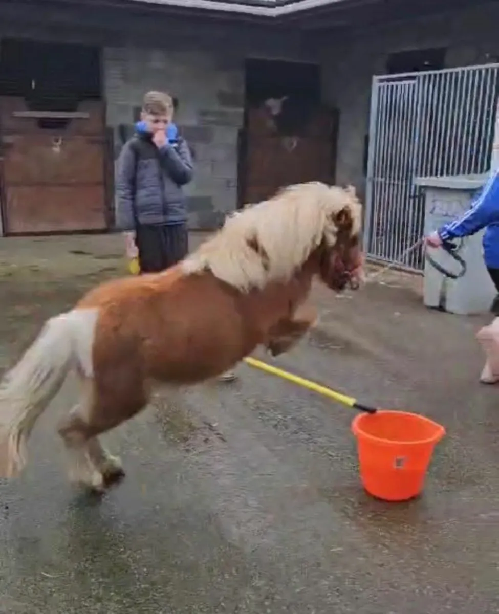 Shetland fella bella - Image 1