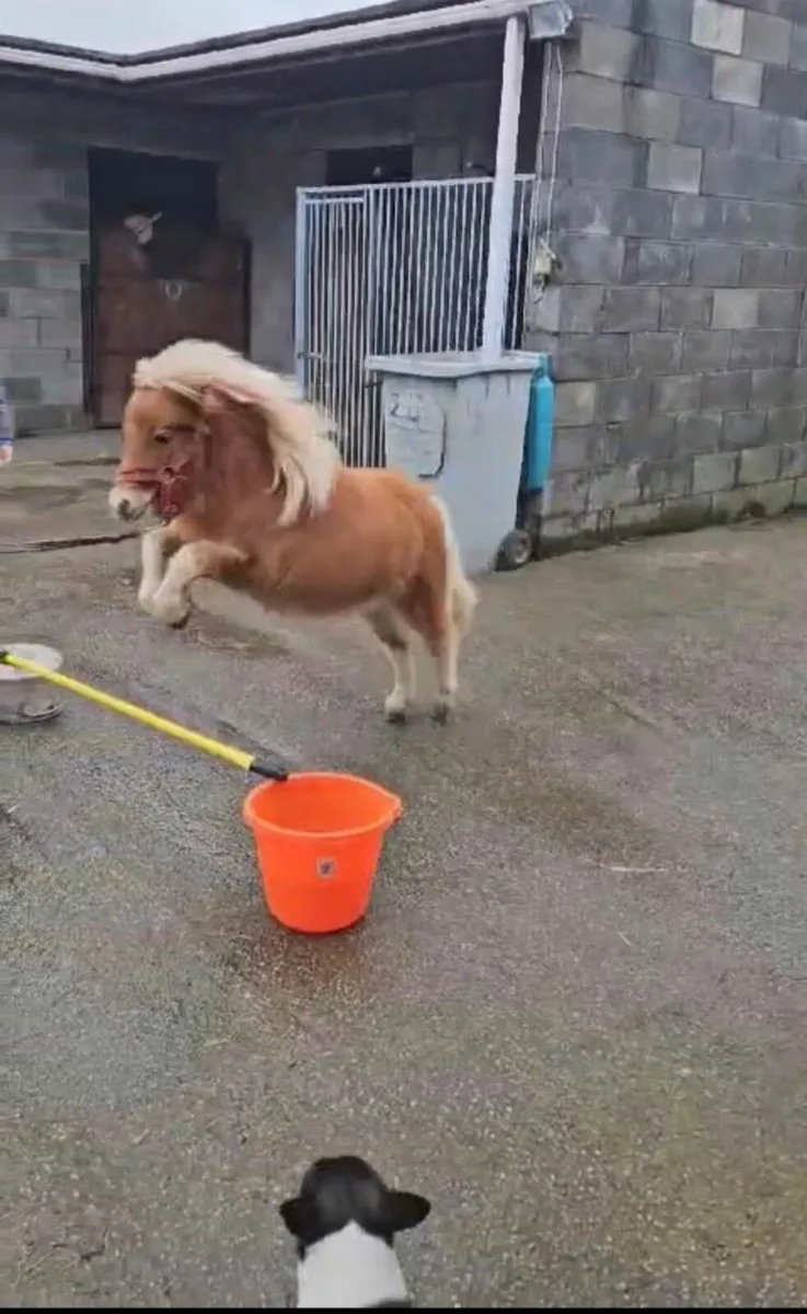 Shetland fella bella - Image 2