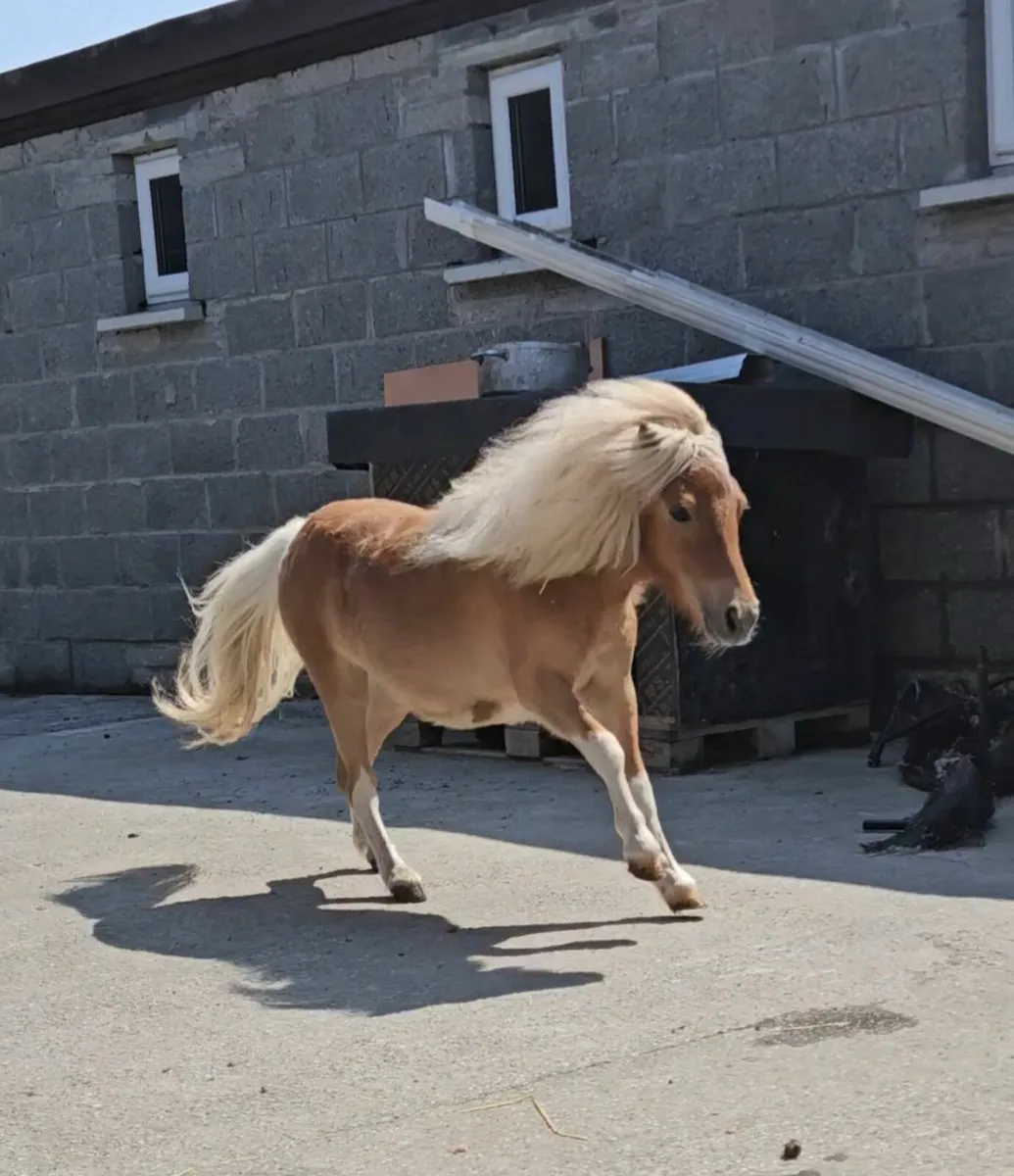 Shetland fella bella - Image 3